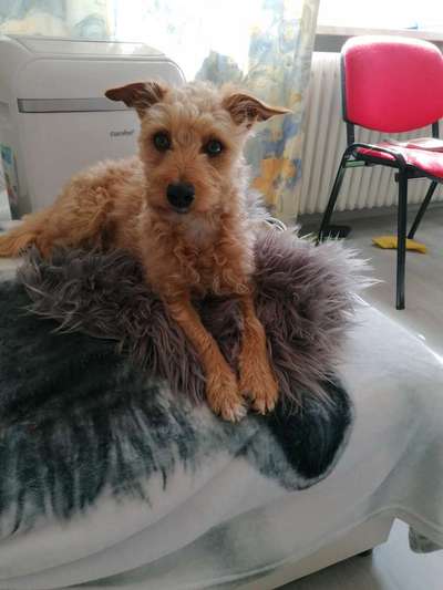 Mischlingshunde Foto Aufruf-Beitrag-Bild