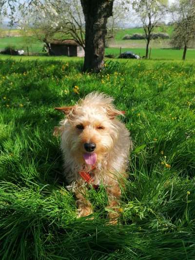 36. Handy Foto Challenge - Sonnenanbeter-Beitrag-Bild