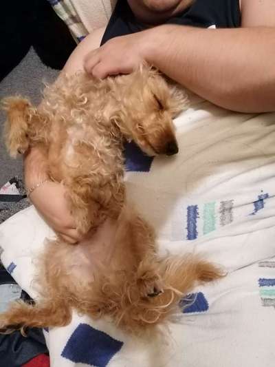 Dogorama Photo Challenge - Zeigt her eure Bäuche-Beitrag-Bild