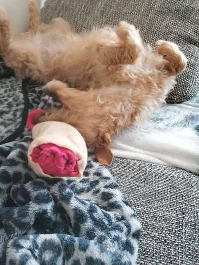 Dogorama Photo Challenge - Wälzen-Beitrag-Bild