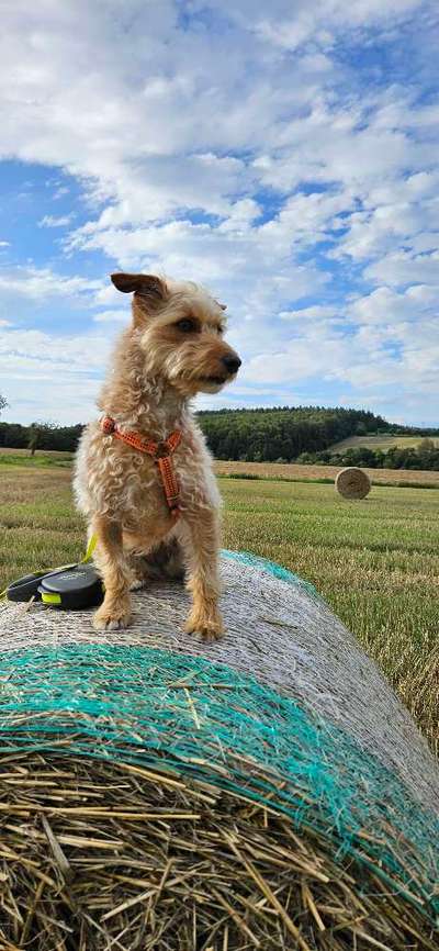 156. Fotochallenge *** DEIN HUND UND DIE WUNDERSCHÖNEN WOLKEN ***-Beitrag-Bild