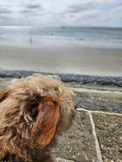 28. Farben Foto Challenge * BEIGE *-Beitrag-Bild