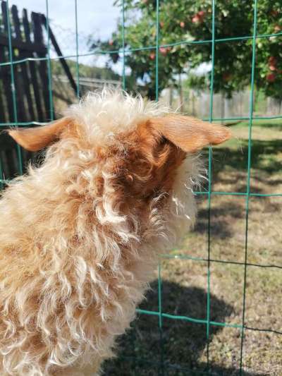 Dogorama Photo Challenge - Details Ganz nah-Beitrag-Bild