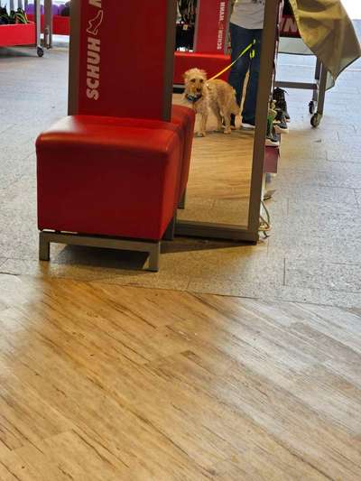 Dogorama Photo Challenge - Spieglein Spieglein . . .-Beitrag-Bild