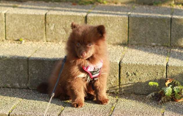 Welpen Bilder !-Beitrag-Bild