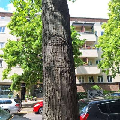 Giftköder-EPS Bingerstraße-Bild
