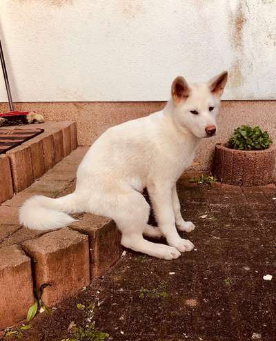 Welpen Bilder !-Beitrag-Bild