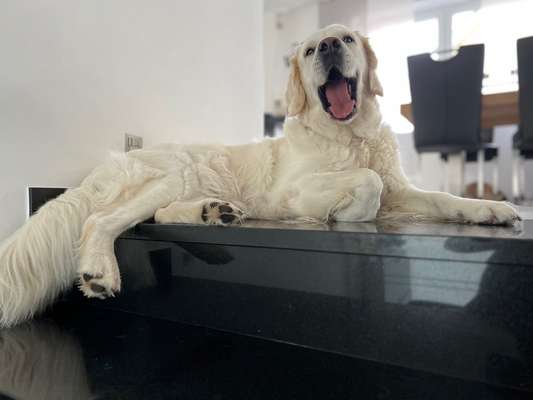 Golden Retriever-Beitrag-Bild