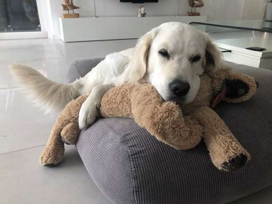 Wo sind die Golden Retriever Liebhaber?-Beitrag-Bild