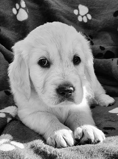 Foto-Challenge 76: Foto in Schwarz-Weiss-Beitrag-Bild