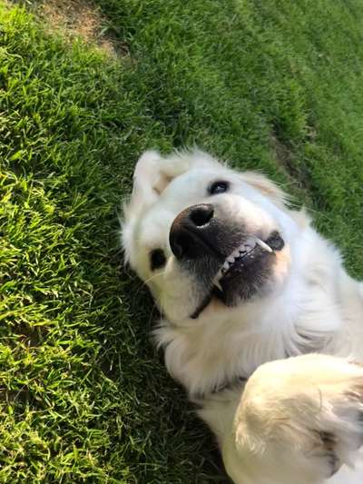 Die Dogorama Wochen Challenge-Beitrag-Bild