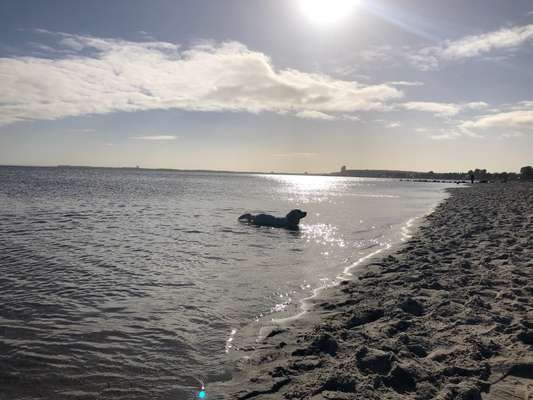 Wo sind die Golden Retriever Liebhaber?-Beitrag-Bild