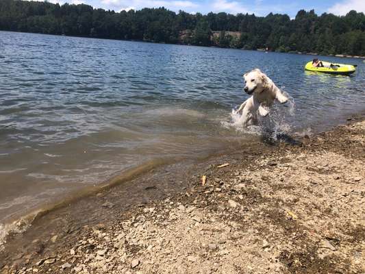 Wo sind die Golden Retriever Liebhaber?-Beitrag-Bild