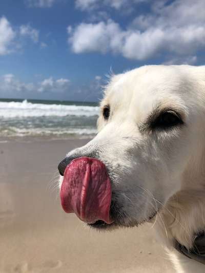 Urlaub auf Sylt mit Hund - perfekt-Beitrag-Bild