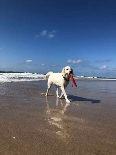 Urlaub auf Sylt mit Hund - perfekt-Beitrag-Bild