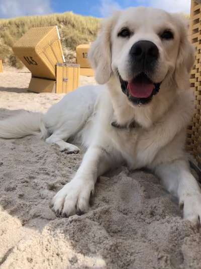 Golden Retriever-Beitrag-Bild