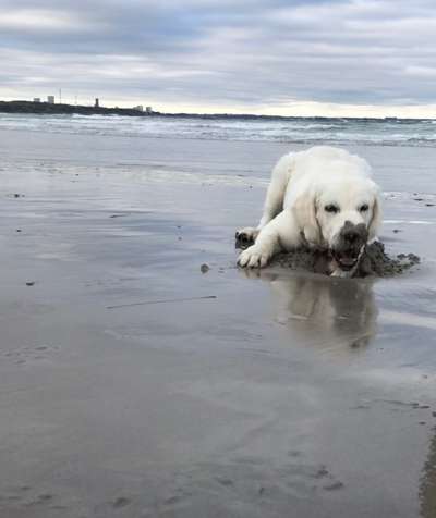 Dogorama Photo Challenge - Tierischer Urlaub-Beitrag-Bild