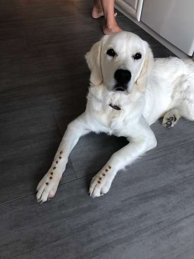 Wo sind die Golden Retriever Liebhaber?-Beitrag-Bild