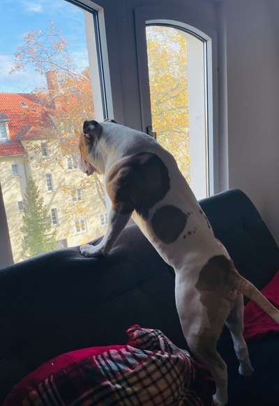 Wo sind meine AMERICAN BULLDOGS?-Beitrag-Bild