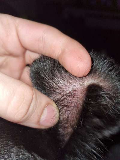 Kleiner Abzess?-Beitrag-Bild