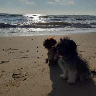 Challenge 41 - Mein Hund im Urlaub-Beitrag-Bild