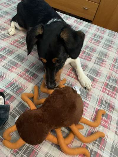 Der Lieblingsplüschi eures Vierbeiners-Beitrag-Bild