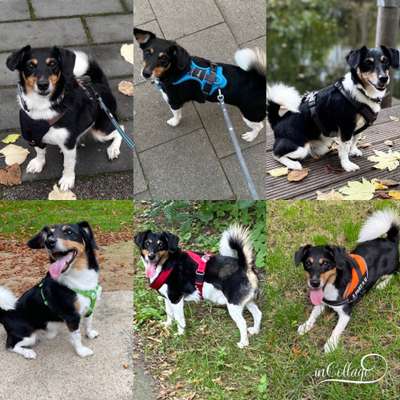 Zeig mir, dass du mit einem hund zusammenlebst....-Beitrag-Bild