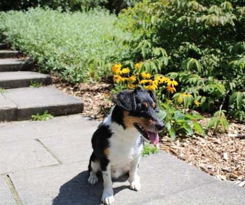 Mischlingshunde Foto Aufruf-Beitrag-Bild