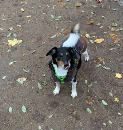 Fotochallenge Nr. 59 - Mein Hund zeigt die Zunge-Beitrag-Bild