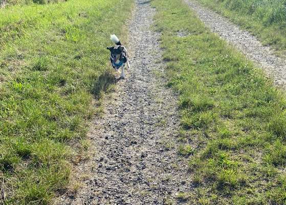 Fotochallenge 66 ~ Rennaction -Zeig deinen Hund im Lauf-Beitrag-Bild