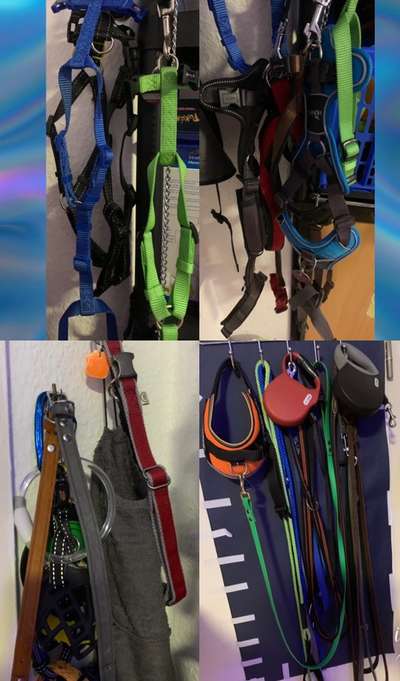 Zeig mir, dass du mit einem hund zusammenlebst....-Beitrag-Bild