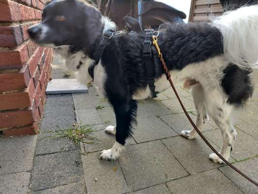 Wie sitzt mein Geschirr?-Beitrag-Bild