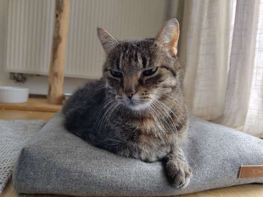 Unsere Fellnasen im Regenbogenland-Beitrag-Bild