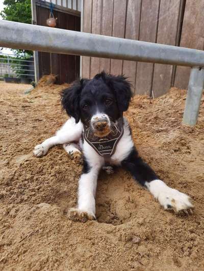 Welpen Bilder !-Beitrag-Bild