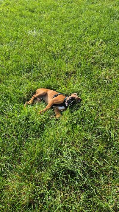 Hundetreffen-Balu sucht Nette Hunde zum Spielen.-Bild