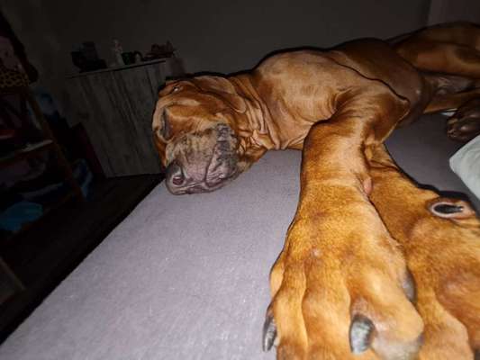 Rhodesian Ridgeback-Beitrag-Bild