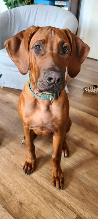 Rhodesian Ridgeback-Beitrag-Bild