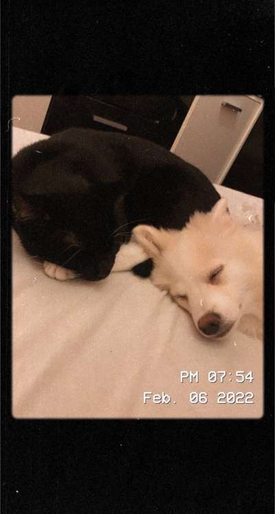 Dogorama Photo Challenge - Be my valentine-Beitrag-Bild