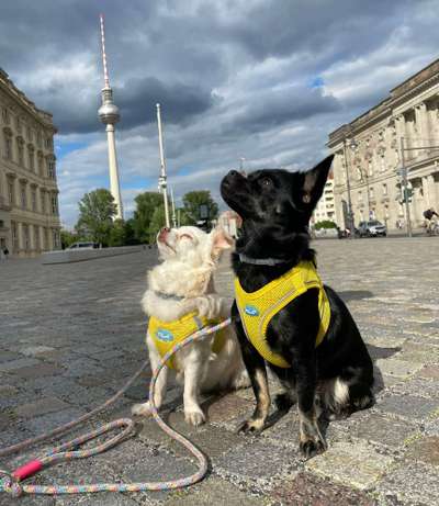 Dogorama Foto Challenge - Wanderziel-Beitrag-Bild