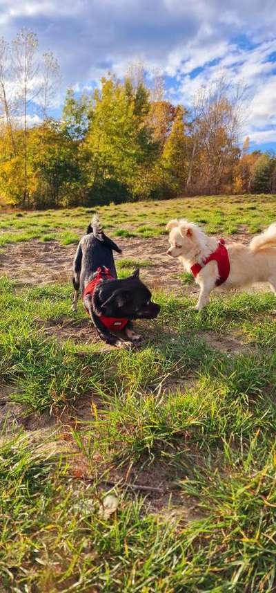 Hundetreffen-Treffen mit kleinen Hunden-Bild