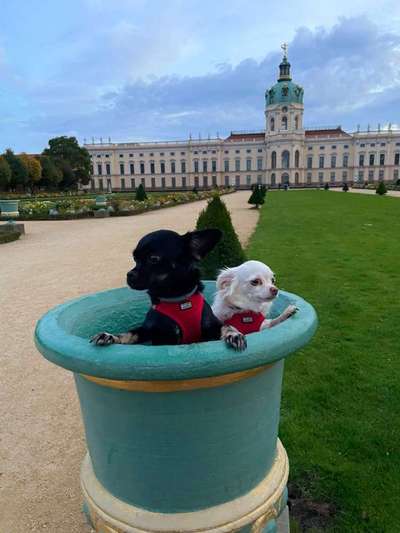 121. Fotochallenge-Beitrag-Bild