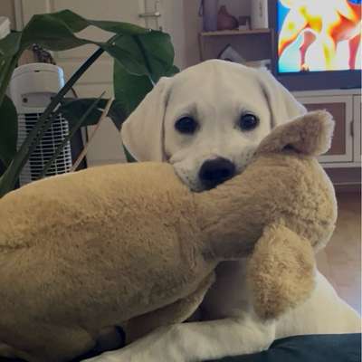 Hundetreffen-Hundefreunde für Molly-Bild