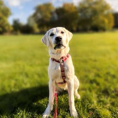 Hundetreffen-Hundefreunde für Molly-Bild