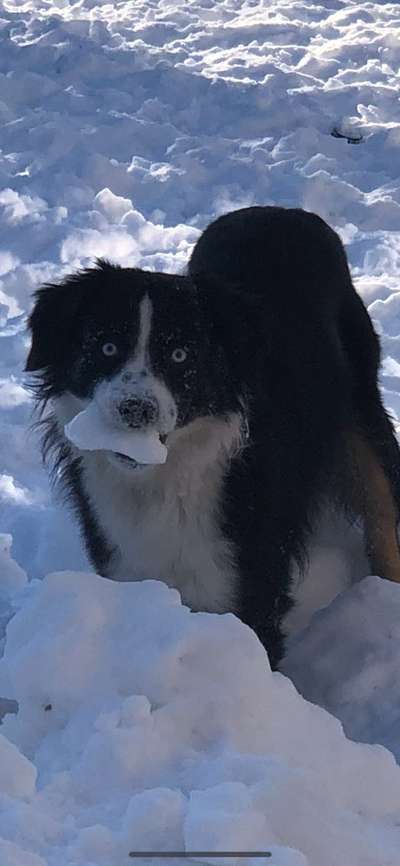 Schnee Foto-Beitrag-Bild