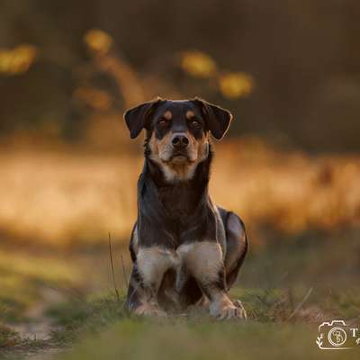 Hundetreffen-Gemeinsame Spaziergänge-Bild