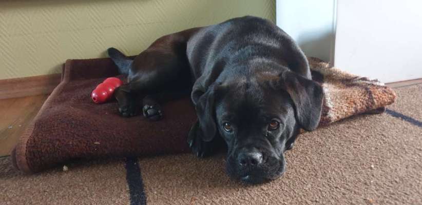 Mops mix-Beitrag-Bild