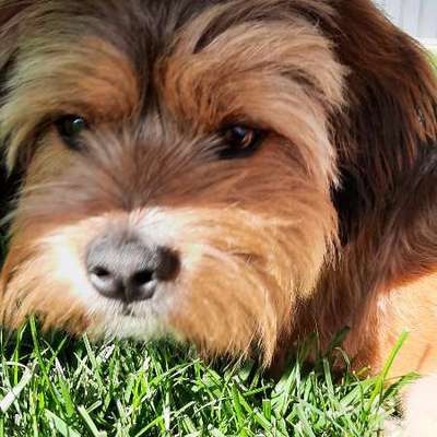 Hundetreffen-Spielgefährte/ in für Dackelmischling Torsten gesucht-Bild