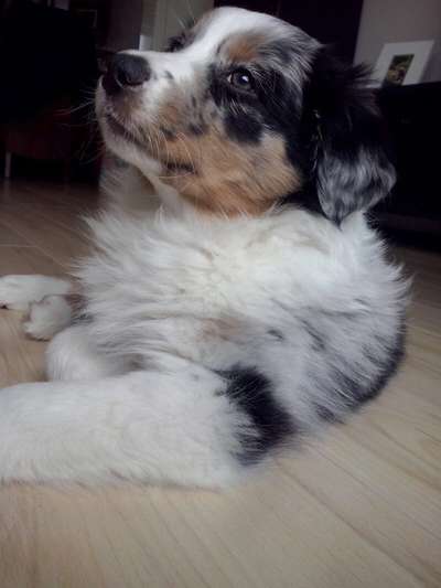 Welpen Bilder !-Beitrag-Bild