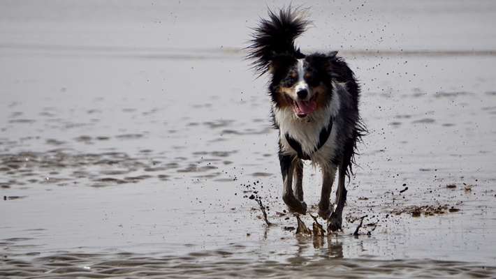 Zeigt mal die schönsten Bilder von euren Hunden !-Beitrag-Bild