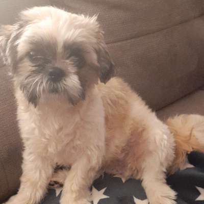 Hundetreffen-Gassi und spielen in werne-Bild